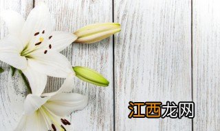 百合花什么时候种最合适 百合花什么时候种最合适呢