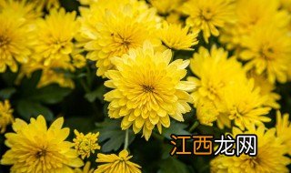 菊花叶子发黄怎么办百度贴吧 菊花叶子发黄怎么办