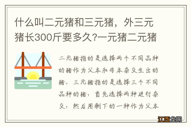 什么叫二元猪和三元猪，外三元猪长300斤要多久?一元猪二元猪三元猪是什么意思