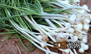 野蒜能不能放冰箱里面储存 蒜子能放冰箱吗