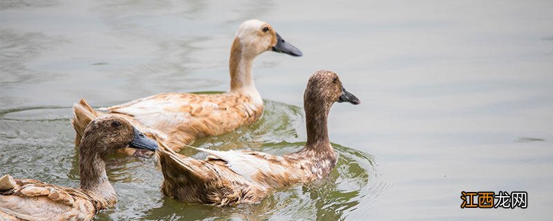 小鸭子多久可以下水 小鸭子一直叫是为什么