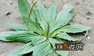 车前草过夜可以喝吗 车前草过夜还可以吃吗