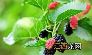 桑葚可以嫁接到什么树上 桑葚可以嫁接到什么树上面