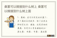 桑葚可以嫁接到什么树上 桑葚可以嫁接到什么树上面