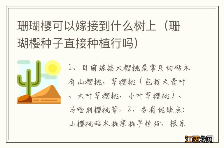 珊瑚樱种子直接种植行吗 珊瑚樱可以嫁接到什么树上