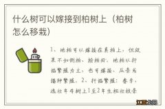 柏树怎么移栽 什么树可以嫁接到柏树上