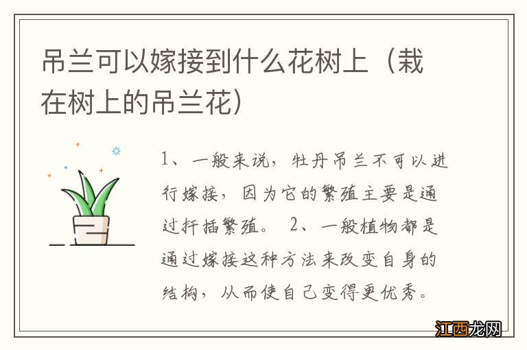 栽在树上的吊兰花 吊兰可以嫁接到什么花树上