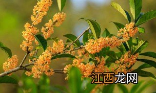 桂花如何长时间保存 新鲜桂花怎么长时间保存