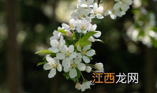 怎么长时间保存新鲜海棠花，怎么长时间保存新鲜海棠花种子