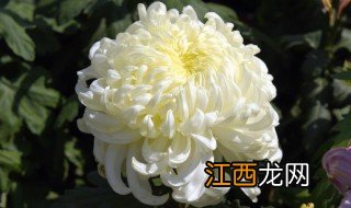 大丽菊花怎么养才长得好，大丽菊怎么种养