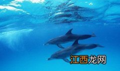 海豚鱼料怎样做好吃 海豚鱼料怎样