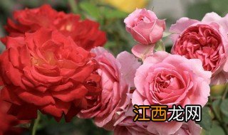 月季花养护方法和注意事项 月季花养护方法