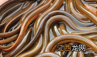 泥鳅苗畸形的原因有哪些 泥鳅苗畸形的原因