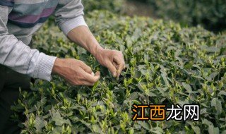 茶叶可以过期吗绿茶红茶，红茶绿茶会过期吗