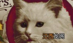 虚拟猫怎么得猫币啊 虚拟猫怎么得猫币