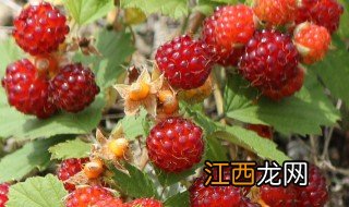 野草莓有哪几种 野草莓品种介绍