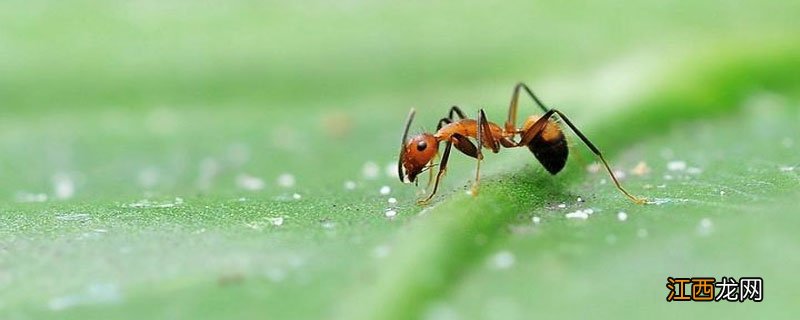 蚂蚁靠什么传递信息，蚂蚁靠什么传递信息用什么探路