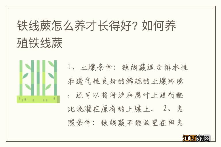 铁线蕨怎么养才长得好? 如何养殖铁线蕨