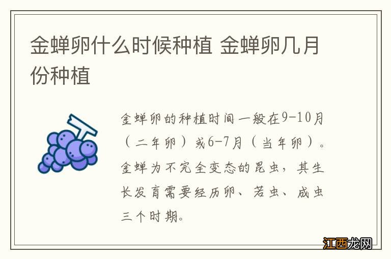 金蝉卵什么时候种植 金蝉卵几月份种植