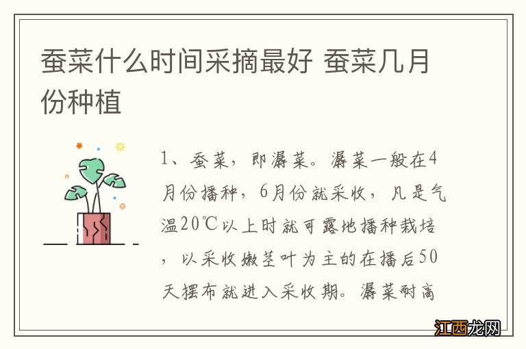 蚕菜什么时间采摘最好 蚕菜几月份种植