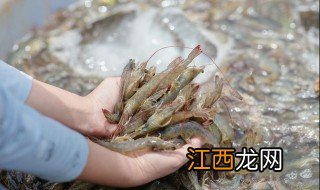 蒜蓉虾怎么做好吃又简单 怎样做蒜蓉麻辣虾好吃