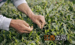 茶叶发霉怎么清除,茶叶发霉怎么清除味道