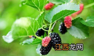 喝完桑葚水可以喝茶叶吗 吃桑葚能喝茶水吗