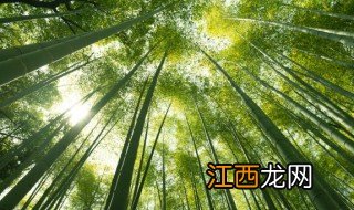 山上种毛竹什么时候最合适 山上种毛竹什么时候最合适呢