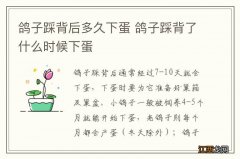 鸽子踩背后多久下蛋 鸽子踩背了什么时候下蛋