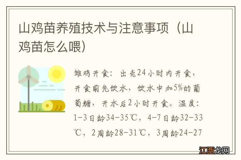 山鸡苗怎么喂 山鸡苗养殖技术与注意事项