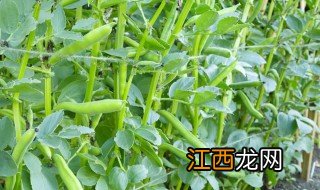 河南蚕豆什么时候种最合适 南阳蚕豆什么时候种最合适