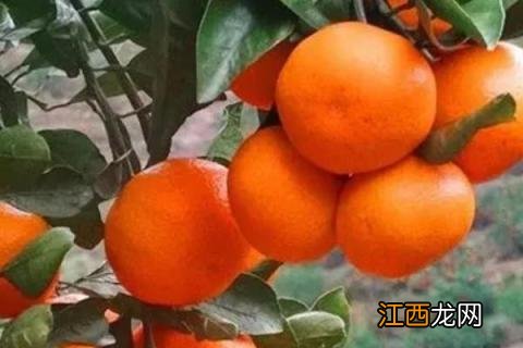 涌泉蜜橘品种介绍 涌泉蜜桔品种介绍