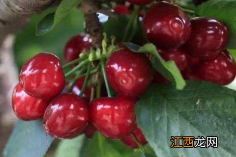 大樱桃科迪亚品种介绍 樱桃晚熟品种科迪亚