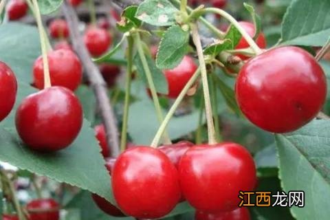大樱桃科迪亚品种介绍 樱桃晚熟品种科迪亚