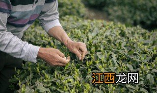 茶叶加盐可以浇花吗 茶叶加盐可以浇花吗吗