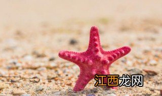 海星煮几分钟能吃 海星怎么吃