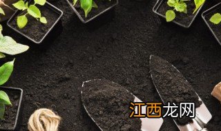 核桃树苗什么时候种最合适，核桃苗什么时候种植最佳