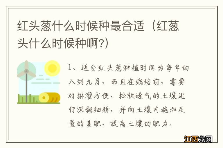 红葱头什么时候种啊? 红头葱什么时候种最合适