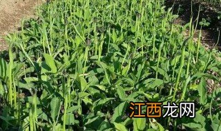 什么时候种半夏最合适 半夏适合什么温度种植