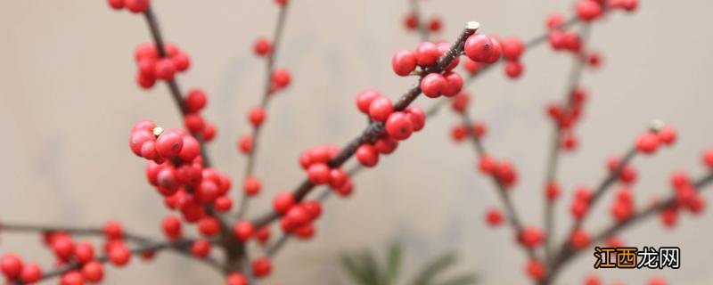 北美冬青如何种植,耐寒吗 北美冬青生长环境条件