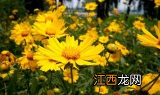 金鸡菊什么季节开花 金鸡菊什么时候种最合适