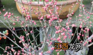 梅花适合什么时候种植 梅花盆栽什么时候种最合适