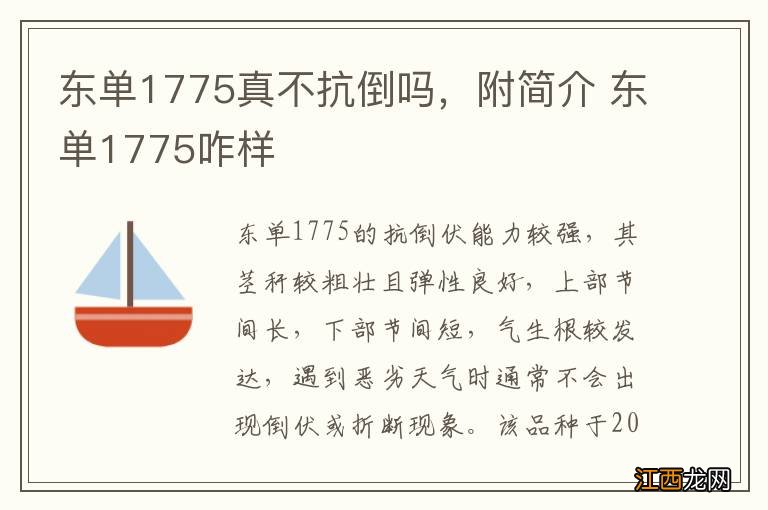 东单1775真不抗倒吗，附简介 东单1775咋样