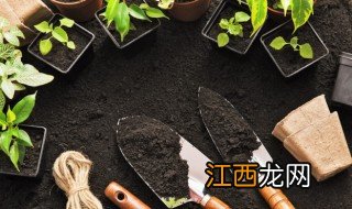 芥蓝什么时候种最合适 芥蓝什么时候种最好