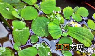 芙蓉花苗什么时候栽好 水芙蓉什么时候种最合适