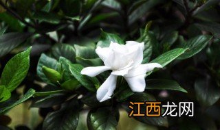 栀子花什么时候种最好 栀子花什么时候种最合适