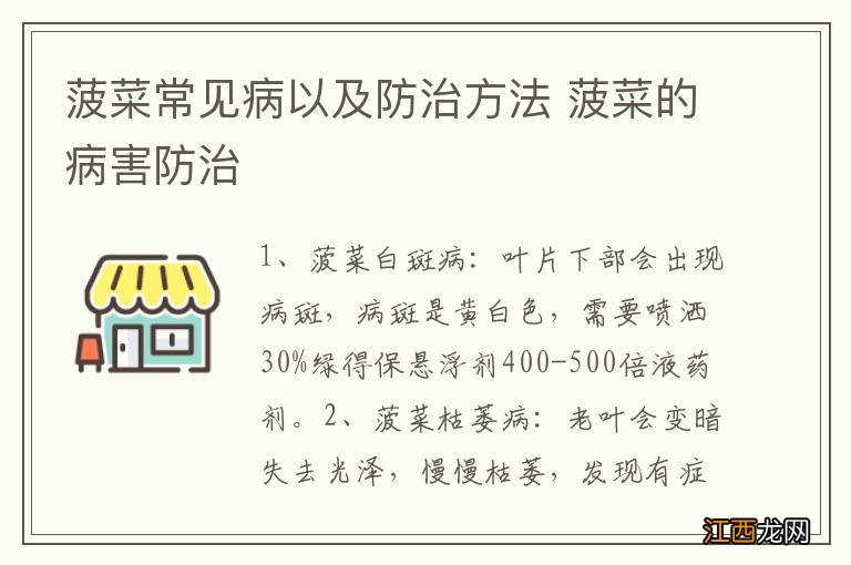 菠菜常见病以及防治方法 菠菜的病害防治