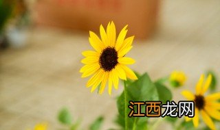 葵花一般什么时候种 葵花什么时候种最合适