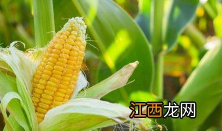 玉米什么时候种最合适呢 玉米什么时候种最合适呢视频