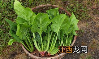 菠菜南方什么时候种最合适 菠菜适合什么时候栽种